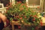 DSCF0658_2