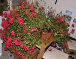 DSCF0661_2